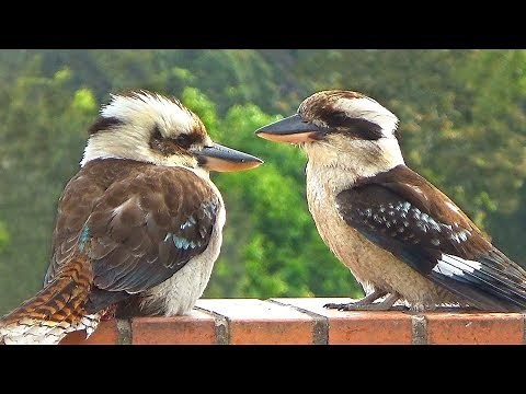 Laughing Kookaburra Takes a Bath and Laughs (w Music)