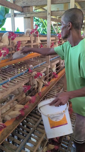 Optimal Feeding Guide for Layer Chickens