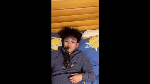 Maine Coon cat's rapid growth shown in series of videos