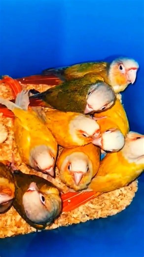 #طيور_الزينة #birds #حمام_الزينة #parrot #حمام_الزاجل #cockatiel #تيم_السامحي #lovebirds #explore
