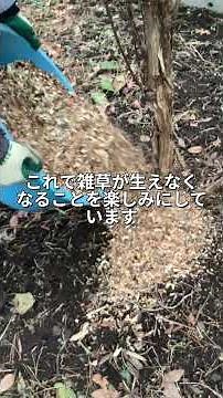 ウッドチップを作ってハスカップとブルーベリーの雑草対策#ウッドチップ#西洋ワサビ#エゾノギシギシ