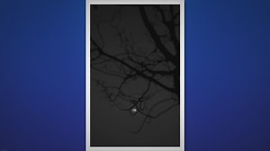 Biblical Meaning of Wolves: A Spiritual Insight