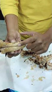 Starfish Dissection | Amazing Internal Anatomy- Tube Feet, Digestive Glands | Real Specimen Study