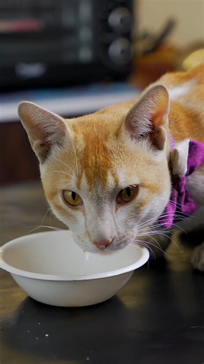 Arunima Saha on Instagram: "Cat Food Preparation ASMR #asmr #cooking #recipe #catlover #CatFood"