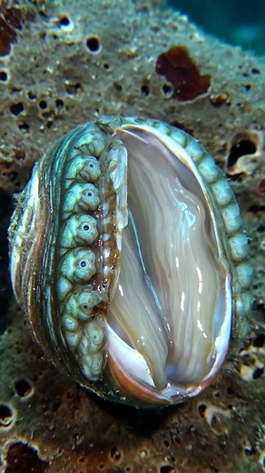 #isyhatwhatyoucallseafoods #isthatwhatyoucallseafoods #fblifestylechallenge #nonfollowersviewers #fblifestyletyle #SeashellMagic #trendingreel #funnyreels #WOOW #silentbattles #satisfying | Charmaine Isha