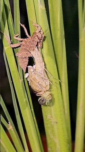 "Dragonfly Emerging from Its Exoskeleton"