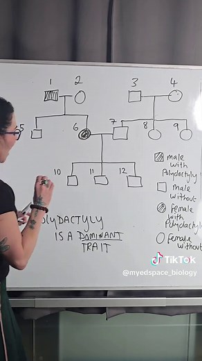 Understanding Polydactyly Inheritance in GCSE Biology