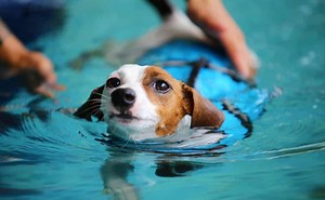 Best Dog Life Jacket: Prevent Drowning With A Flotation Vest (With Our Personal Experience)