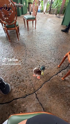 Fearless Disney Ducks: A Quirky Adventure