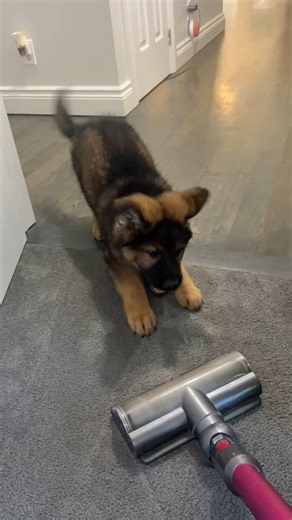 German Shepherd puppy core