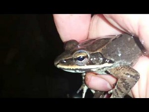 Wood frog release call