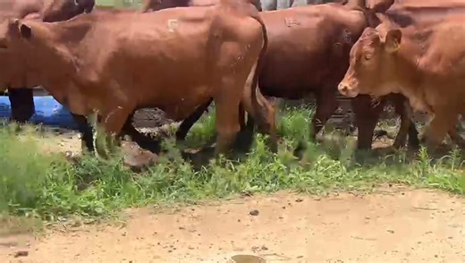 8x beefmaster and bonsmara cross heifers available R92500 to take them all Location Pretoria rooiwal Viewing is available Delivery can be arranged if necessary For more information please feel free to call or WhatsApp me on 0615047568 | VKR boerdery/farming cattle