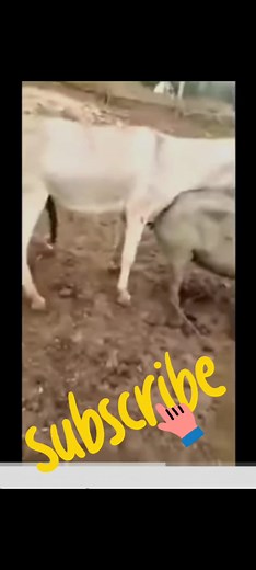 Unusual Animal Pairing: Donkey with Pig
