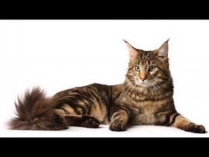 Beautiful photos of Manx cat breeds