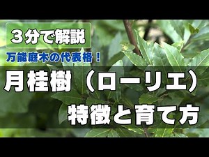 【3分で解説】月桂樹（ローレル）の育て方と活用法｜料理にもクラフトにも使える万能ハーブ #ローリエ #スパイス