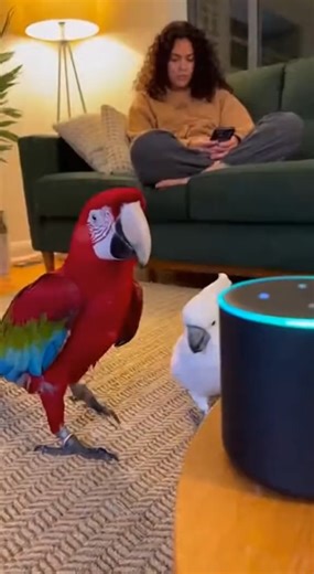 Mimzo & White Parrot Go Wild Dancing to Alexa Disco! 列 #Mimzo #DancingParrots #FunnyAnimals #DiscoParty #ViralVideo. | Parrot mimzo | Facebook