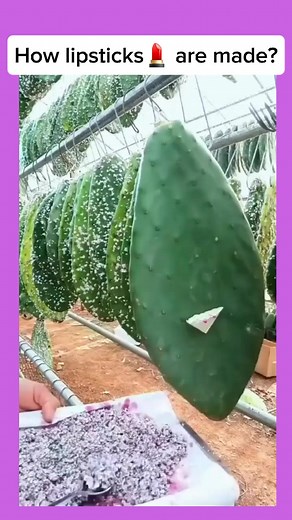 The process of producing carmine from the cochineal insect is a bit complex and involves several steps. Here's an overview of how it's done. #skills #factory #cosmetichistory #beauty #thandmade | The Dreams of Je"