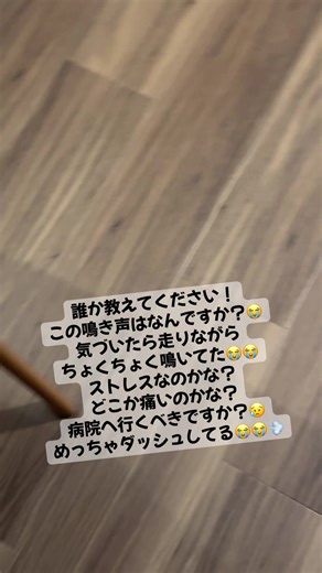 ハムスターの鳴き声と行動について