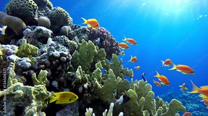 Coral reef and beautiful fish. Underwater life in the ocean. Tropical fish on coral reefs.