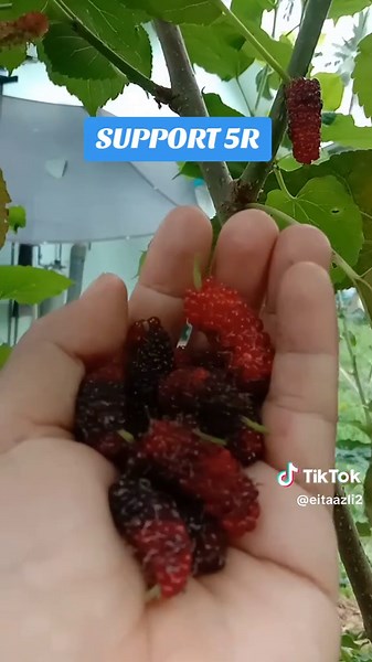 TAK MINTAK DUIT PUN CUMA SUPPORT 5R SEBELAH KANAN #sahabateitaazli #following #learnontiktok #sahabatzamhalo #teamsifuyusuf #education #sahabatbosskay #sahabattokbi #SahabatAziziDNangka #creatorsearchinsights #personalbranding #growaccount @AZIZI D'NANGKA 🌪️™️ @ANAM @LIEY52 @COACH AZMIE @ANN HAMIDAH @tokbi_