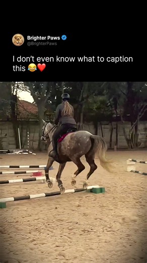 The forbidden equestrian bunny hop 🐴