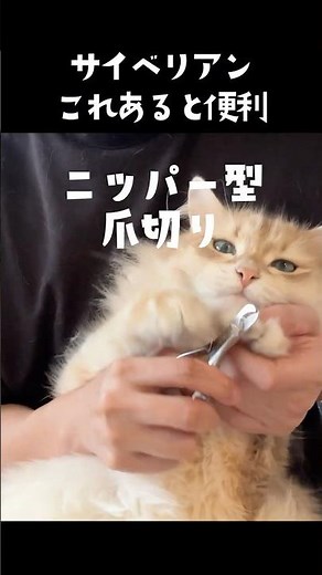 Must-Have Items for Living with a Siberian Cat😼💰