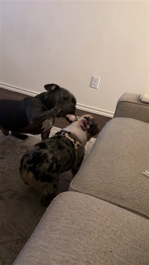 Understanding the Playful Nature of French Bulldogs