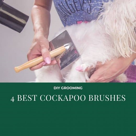 The 4 Best Brushes For Cockapoos (and The Best Comb) You Will Ever Buy - OodleLife®
