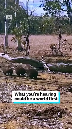 Rare Echidna Sounds Recorded for the First Time | ABC Great Southern