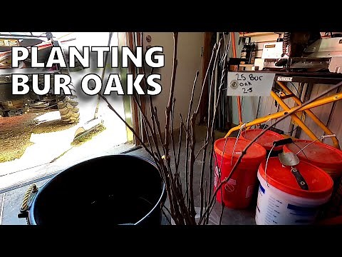 Planting 25 Bare Root Oak Trees