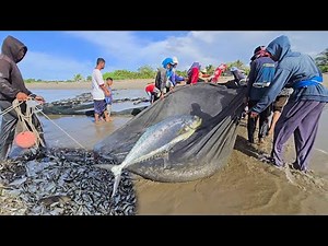 Wow Amazing‼️ Most Amazing Beach Seine Net Catches Lots of Fish