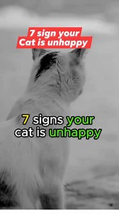 528K views · 3.6K reactions | 7 Signs your Cat is Unhappy #catviralreels #fypシ゚viralシ_ #fypシ #fypreelsシ゚ #catreels #reelscat #catcutereel #catfunny | All about cats | Facebook