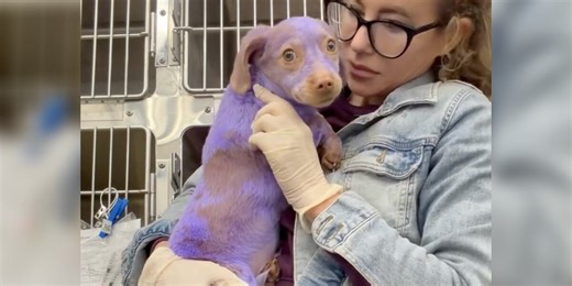 Purple Puppy Dyed With Toxic Paint Melts Into Rescuer’s Arms Once He’s Safe