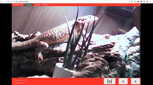 Raspberry Pi Reptile Cam Monitors Lizards for Optimal Support