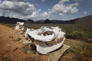 Hunting Poachers with A.I.