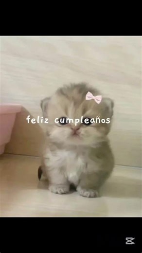 Feliz cumpleaños los que cumplen el 1,2,3,4,5,6,7,8,9,10,11,12...etc de abril felicidades ❤️🎀