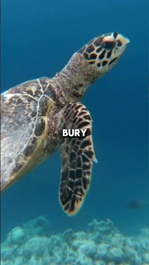 The Turtle That Breathes Through Its Butt! 🤯 #wildlife #turtlefacts