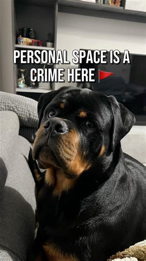Why Personal Space is a CRIME (Rottweiler Edition) 🐾