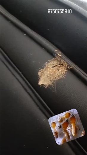 Yuvas termite treatment 9759755910 | Termite control service Coimbatore