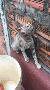 3.6K views · 51 reactions | Primitive Ideas on Reels | Facebook