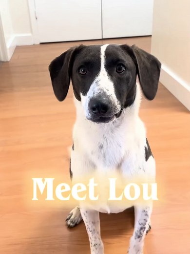 Meet Lou: The Cuddliest Rescue Dog Ready for Adoption!