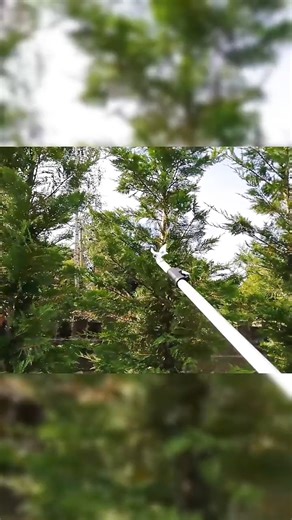 How to TRAIN and Prune a Young Conifer Hedge.. #lawncare #mowing | Lawn Care U.S | Facebook