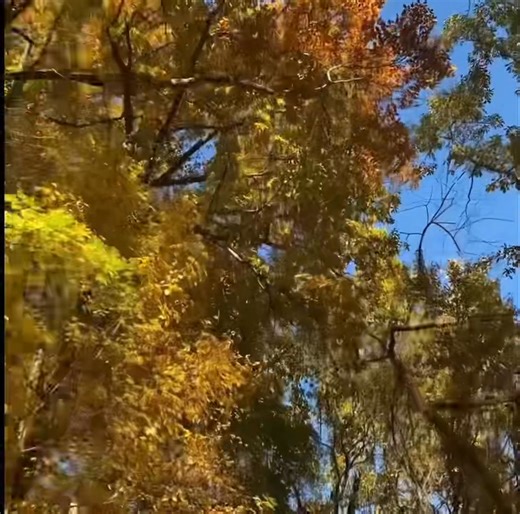 🍁 There’s still plenty of ⏳ to 👀 some gorgeous fall colors in Lake Lure & Chimney Rock. Come on over for a day trip or spend the weekend. We peak around November 12th. 🍂 . . #latebloomers #leafpeeping #leafpeepers #chimneyrockstatepark #lakelure #maple🍁 #NorthCarolina #hiking #accorn #welovenature #romanticasheville #fallfoliage #photographylife #lakelurenc #pumpkinspice #blueridgemountains #visitsmalltownsnc #hikingtrails #mountainvacation #mountainvacationrental #outdoorlife #outdooradvent