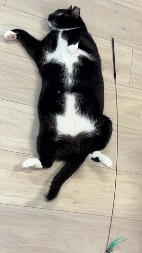 I’m not saying Tuxie is the Kit-Cat Clock but have you ever seen them both in the same room 🤔 | The Big House Cats