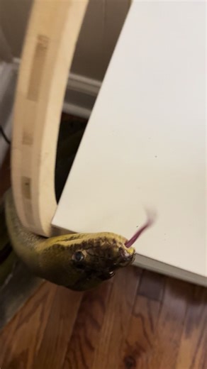 What Does a Snake Say? Discover Fun Facts!