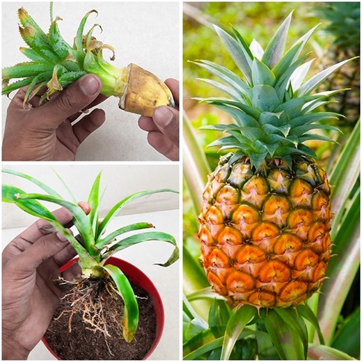 30K views · 312 reactions | Grow Pineapple plant from Pineapple top at Home step by step easy Way | Ashik Muztaba | Facebook