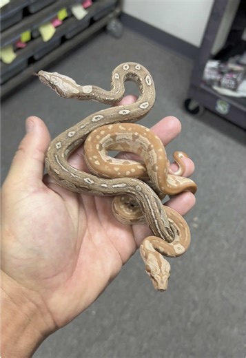 With or without Hypo? RR VPI IMG Sunglow Aztec Jungle 100% het Anery combos #snakecountry #redrumvpi #redrumvpijungle #vpiredrum #vpiimgsunglowjungle #vpiimg #vpiimgboa #vpiimgjungle #vpiimgboas #vpihetanery #vpihetsnow #vpiimgaztec #vpiaztec #vpiaztecjungle #vpiaztecjungleboa #vpisunglowimgboa #vpisunglowimgjungle #imgvpi #imgvpiboa #boabreeder #boabreeding #boaconstrictor #boaconstrictors