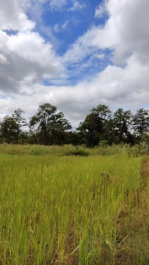 2.7K views · 27 reactions | The beauty of nature  | Natural Life | Facebook