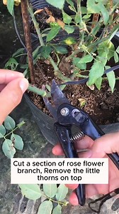 Hydroponic rose extraction #gardening #garden #gardeningtips #gardenlife #gardeninspiration #gardenideas #gardenlove #gardendesign #gardenersofinstagram #gardenersworld #garden_styles #gardenphotography #gardenlovers #gardenerslife #gardenarart #gardenbeauty #gardensofinstagram #gardenplants #gardenviews #gardenersparadise #gardenista #gardeningcommunity #gardenloversclub #gardenaddict #gardeners #gardenerslife | Gardening love