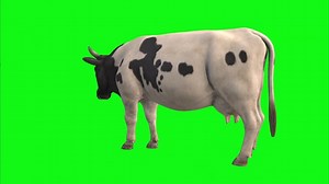 Cow, Green Screen, Animal. Free Stock Video